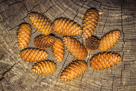 Cones on a background of an old tree. Can be used as backgroundの写真素材