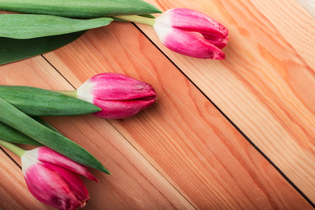 Pink tulips close-up on a wooden backgroundの写真素材