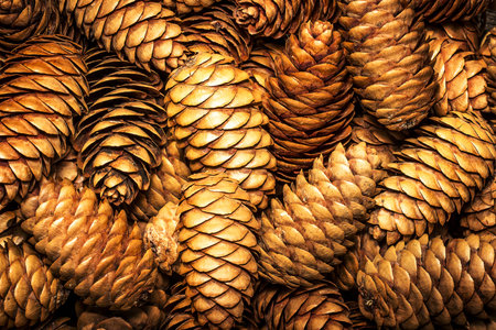 Fir cones taken closeup suitable as background.