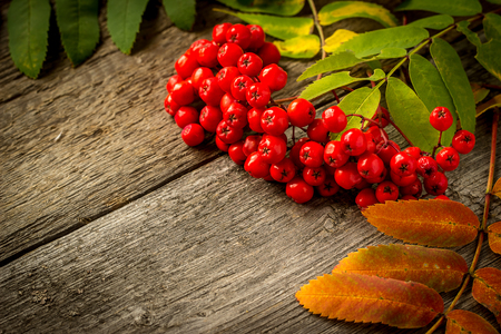 Rowan on vintage wooden boards.  autumn background conceptの写真素材
