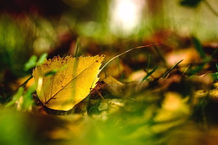 Bright autumn leaf, close up. autumn backgroundの写真素材