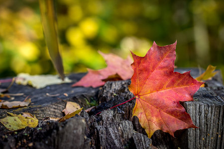 Maple leaf on an old tree stump  in autumn forest