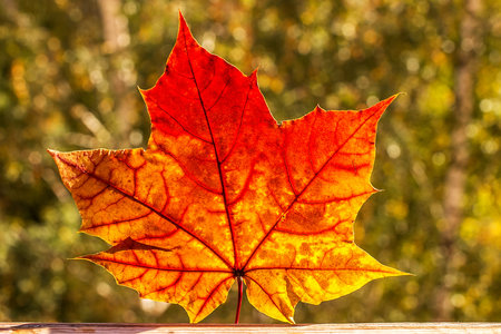 Autumn maple leaves. seasonal concept