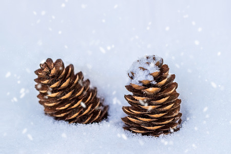 Cones in the snow. Christmas and New Yearの写真素材