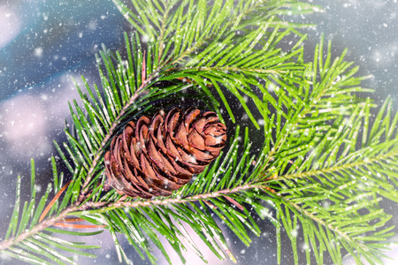 Pine branch with cone with falling snow.  Can be used as backgroundの写真素材