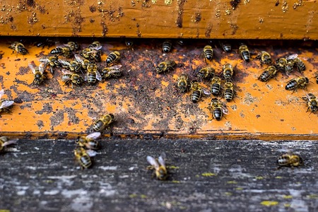 Swarm of bees at the tap-hole, with metallic lath, of blue wooden hive in a sunny day, close upの写真素材