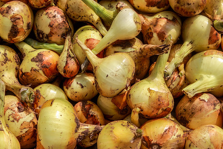 Group of Fresh onion. Fresh onion on a market place, close upの写真素材