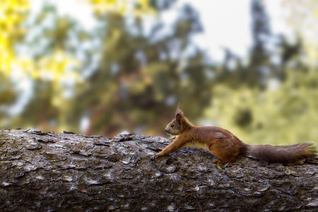 Young  squirrel on a tree in the park. Red squirrel. Close-up squirrel on a tree