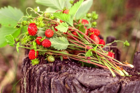 Branches of fresh wild  strawberry on old wood of a logの写真素材
