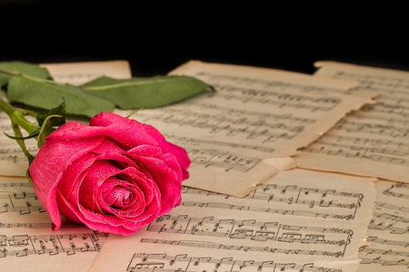 Red rose flower and music notes sheet.の写真素材
