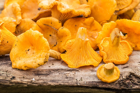 Raw wild mushrooms chanterelles on a wooden table. Composition with wild mushroomsの写真素材