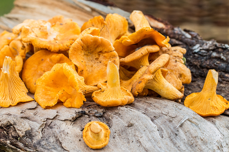 Raw wild mushrooms chanterelles on wooden background. Composition with wild mushroomsの写真素材