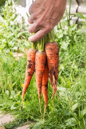 Bunch of carrots in a hand with soft backgroundの写真素材