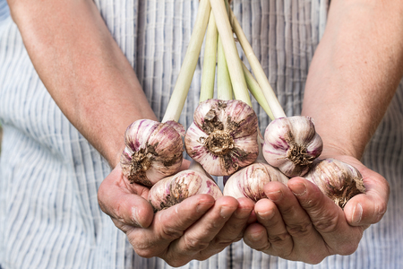 Farmer holding fresh garlic.の写真素材