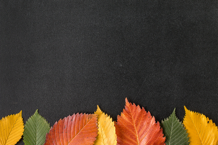 Autumn leaves on a chalkboardの写真素材