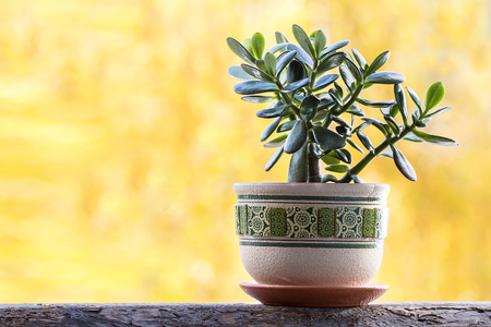 Clay pot of Crassular Ovata ,Green Jade Succulent Plants , Lucky plant or Money Tree on yellow backgroundの写真素材