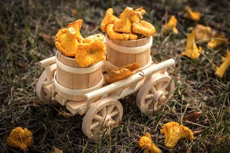 A wooden cart with  fresh mushrooms in the forest. Raw wild mushrooms chanterelles. Vegetarian food. Selective focusの写真素材