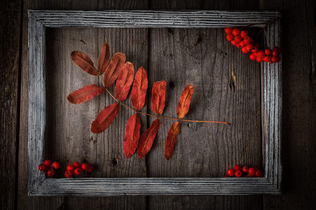 Autumn rowan leaves on wooden texture in frame. Seasonal composition concept. Dried leaf lay on...