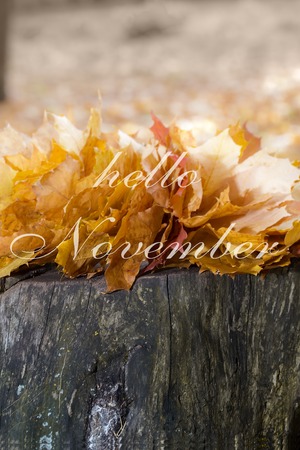 Hello November greeting card.  Autumn maple leaves background.  ?omposition in park. The Season of Autumn. toning, soft focusの写真素材