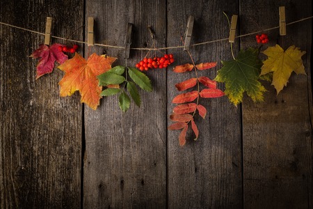 Autumn Leaves over a Natural Dark Wooden background. Old dirty wood tables or parquet with knots and holes and aged partculars.の写真素材