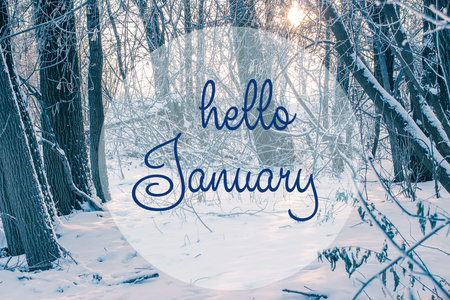 HELLO JANUARY greeting card. Winter holidays concept.  Fir branches in the snow. Great season texture with winter mood.の写真素材