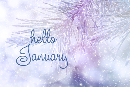 HELLO JANUARY greeting card. Winter holidays concept.  Fir branches in the snow. Great season texture with winter mood.の写真素材
