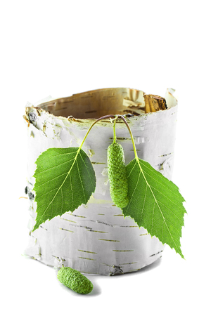 Twisted piece of birch bark with green branches.の写真素材