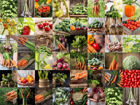 Collection with different color  vegetables. Healthy food background. Collage of vegetables. products of vegetable garden. Healthy vegan foodの写真素材