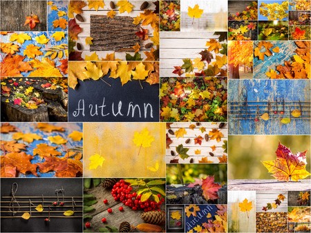 Colorful autumn collage. Beautiful colored fall pictures. Autumn creative set of photos.の写真素材