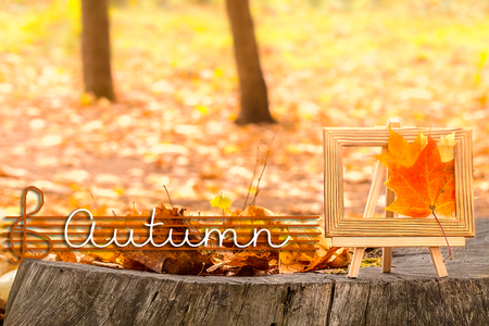 Maple Leaves on tree cut. Autumn background concept. Maple,  yellow foliage, September, October, November, wooden stumpの写真素材