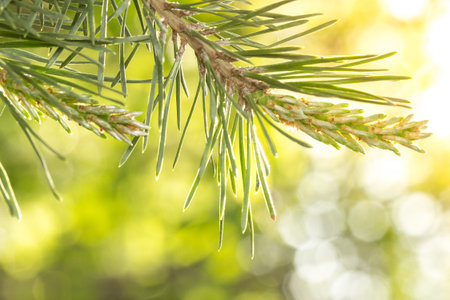 young fir branch, illuminated by the bright summer sun.