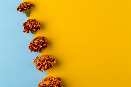 Floral pattern of marigold flowers on the blue and yellow background. Flat lay, top view. Floral background. Summer minimal concept, copy spaceの写真素材