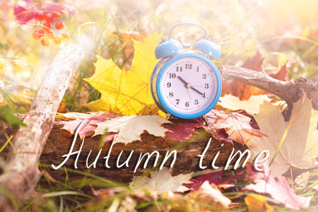 Autumn Time. Vintage alarm clock and maple tree leaves in autumn forest.  fall season Background....