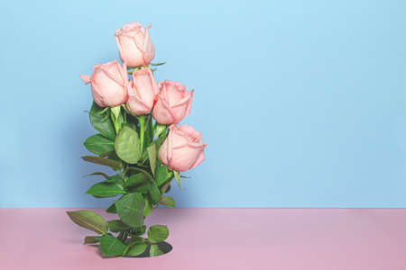 Pink roses on pastel pink and blue background. Birthday, Mother's, Valentines, Women's, Wedding Day concept. Spring blossom season. Minimal Holiday Composition. Copy Spaceの写真素材
