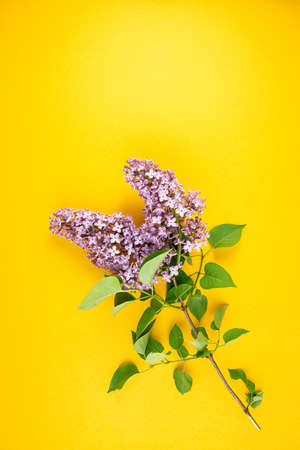lilac blossom branch view. Spring lilac branch on a bright yellow background. Spring minimal concept.の写真素材