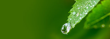 Big water drop Water on green leaf. Beautiful leaf with drops of water. Environment Concept.