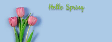 Pink tulips flowers on blue background. Hello spring and easter concept with beautiful fresh tulipsの写真素材