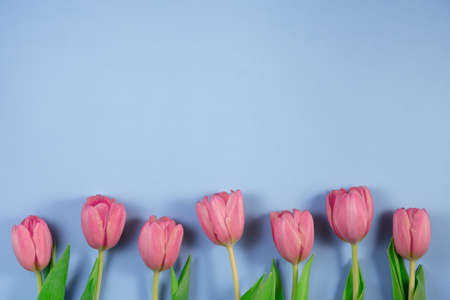 Pink tulips flowers on blue background. Card for Mothers day, 8 March, Happy Easter, Valentines Dayの写真素材