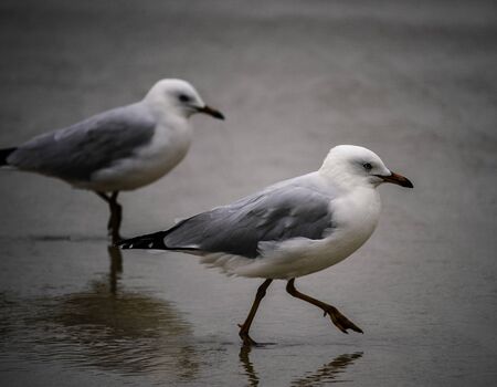 Pair of Seagulls Marching on the Sandの写真素材