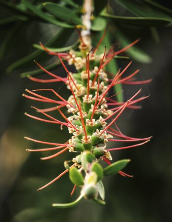 Plant bud with pink tendrils and spiderwebsの写真素材