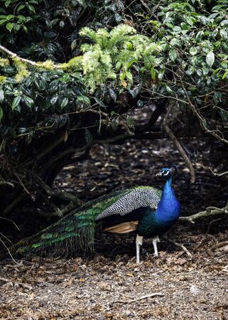 Colorful male peacock sheltering under a leafy tree branchの写真素材