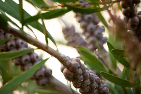 Close up shot of seed pods and green leavesの写真素材