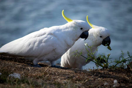 A cockatoo looking over the shoulder of another eating a small green plantの写真素材