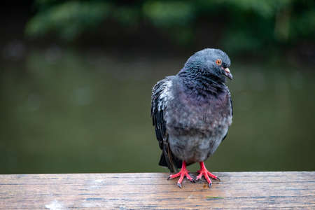 Pigeon on a wooden beam of a fence in a natural environmentの写真素材