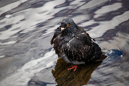 Wet pigeon resting on a rock surrounded by a streamの写真素材