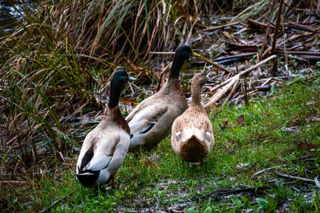 Three ducks walking around a grassy area surrounded by reedsの写真素材