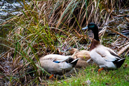 Three ducks walking around a grassy area with two of them with their heads in the surrounding reedsの写真素材