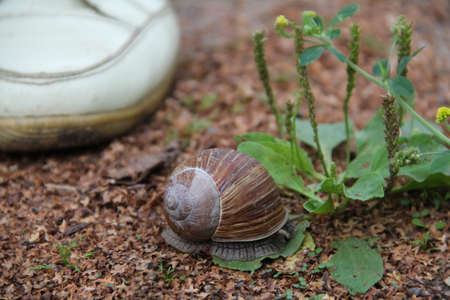 A large snail hides from a man in fallen leavesの写真素材
