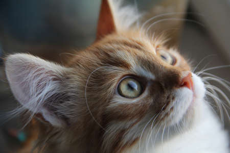 Portrait of the ginger kitten who looks upの写真素材