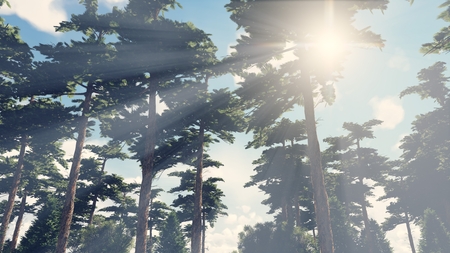 Sunbeams shine through the pines in the pine woodの写真素材
